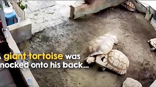 This Hero Tortoise Will Steal Your Heart!  FunFM