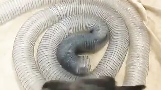 Nonstop Fun These Animals Cant Stop Laughing!  FunFM