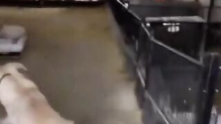 The Funniest Dog Attack Ever!  FunFM