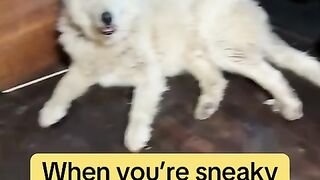 The Funniest Alpaca Invasion Ever!  FunFM