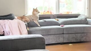 The Funniest Dog Piano Solo Youll See Today!  FunFM