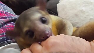 The Funniest Dog Dust Bath Ever!  FunFM