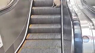 Watch This Dog Discover Escalators for the First Time!  FunFM