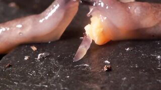Angry Slimy Guys Whats Their Problem?  FunFM