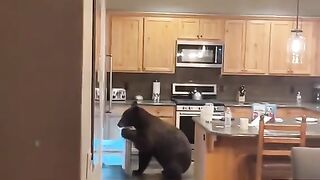 Bear Just Stopping By for a Quick Snack. You Dont Mind, Do Ya?  FunFM