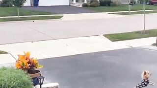 This Parrots Journey Will Make You Smile!  FunFM