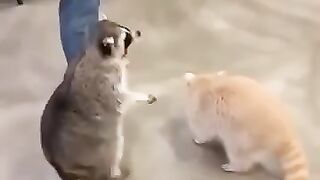 Did You Know This About Trash Pandas?  FunFM