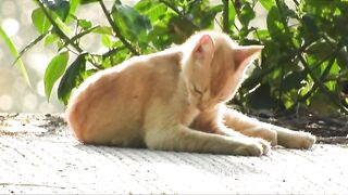 Chini the Cats Promise