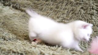 Kutu the Cats Glasses