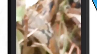Kembali terjadi seekor ular piton melilit seorang anak