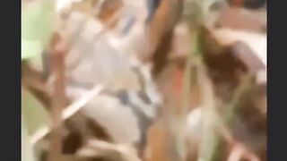 Anak 8 Tahun Dililit Ular Piton di Kepulauan Sula!