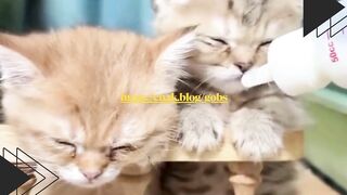Liat deh anak-anak kucing ini rebutan susu botol sampe bikin dubbing-nya makin ngakak!  Ekspresi dan suaranya bener-bener kocak abis