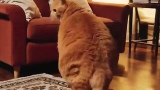Kitty Cat Dance AI Video  Cute  Funny Dancing Cat Compilation 2025
