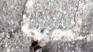 Bumblebees Dance Moves Are Next Level!  FunFM