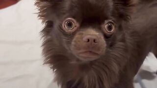 Meet Smidge The Flossing Chihuahua!  FunFM