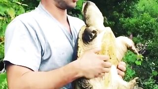 You Wont Believe This Hilarious Turtle Kiss Fail!  FunFM