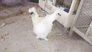China china chicken