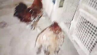 Two chicken