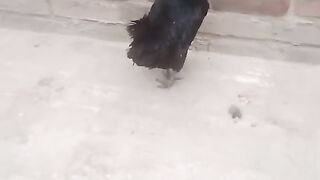 Black chicken 2