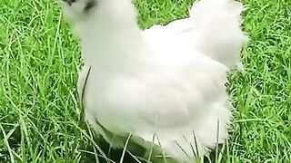 Chicken is beautiful