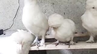 White chicken Chinese