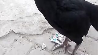 Black bird 4