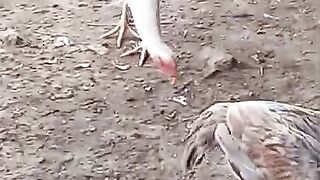 Rent chicken