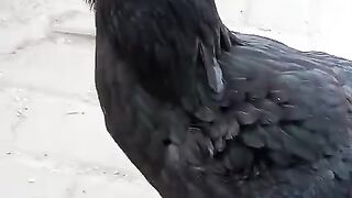 Black handed