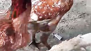 Red chicken chili