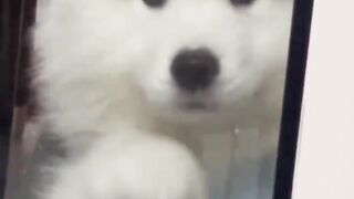 A Cute Dog