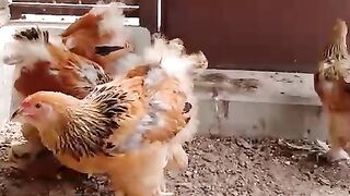 Brahma brown chicken