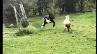 funniest 2