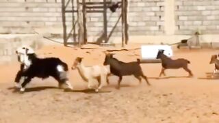 Realizing Youre Just a Sheep, Not a Goat!  FunFM