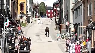 When Elk Need Help, and Help Arrives!  FunFM
