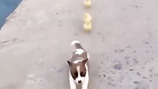 Being Attacked, Run!