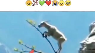 good bakri