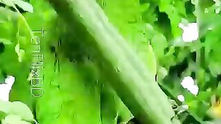 Moringa The Worlds Most Powerful Superfood! Moringa Health Benefits shorts moringa superfoods