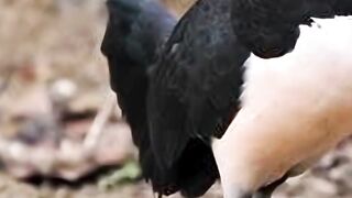 Burung Maleo