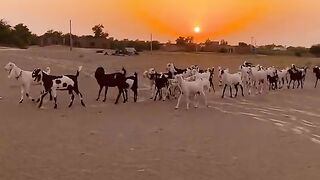 Sunset scene in the desert