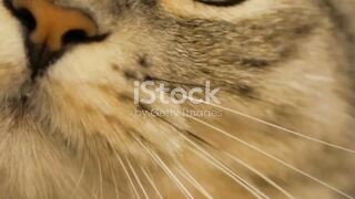 A cute tabby cat face with expressive green eyes, long whiskers, and soft fur on display in a close-up shot.