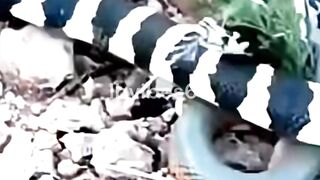 Deadly Battle Between Two Venomous Snakes!