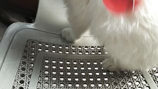 My lovely cat playing with boll