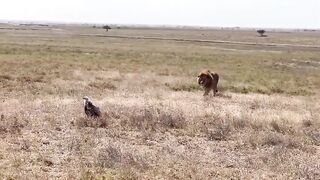 Lion Raj