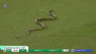 Snake in  Cricket Field