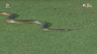 Snake in IPL Cricket Match