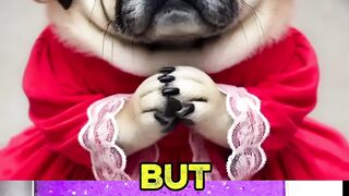 Dog want to eat Bubble
