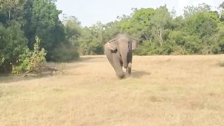 Elephant moment