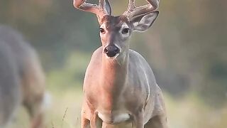 Big Male Deer Sense the Heat