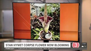 Corpse flower blooms at Stan Hywet in Akron