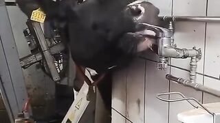 Smart Cow 2